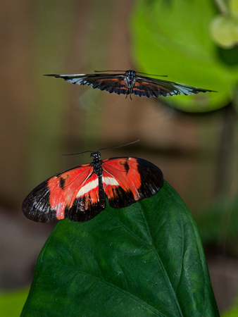 BJR1185 Two Butterflies