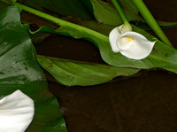 RAY0177calla lily