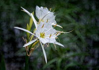 BJR9334cahaba lily