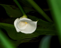 RAY0176calla lily